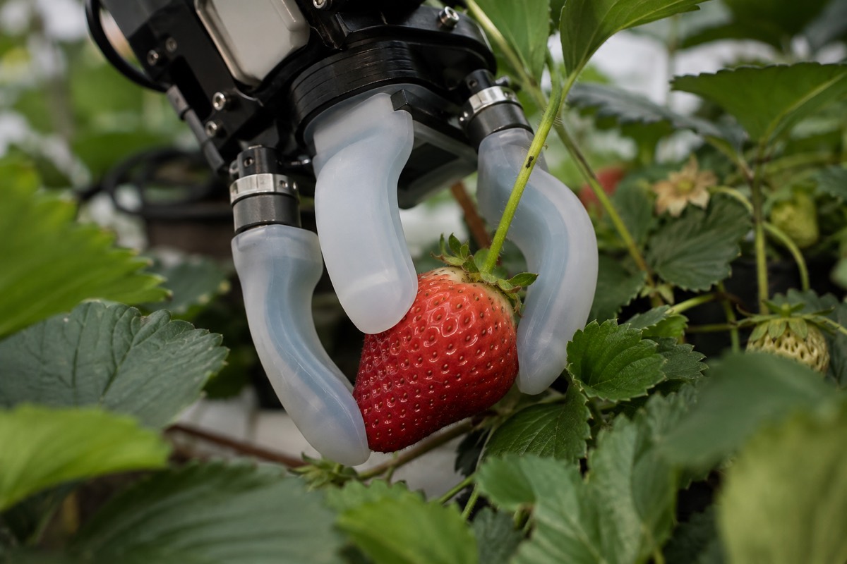 A soft robotic gripper closing gently around a ripe strawberry still on the plant